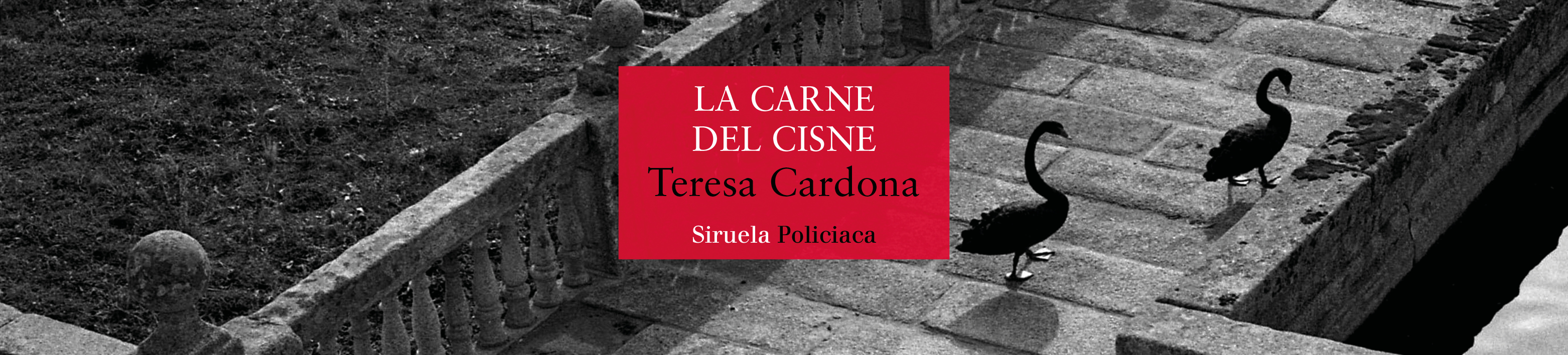 La carne del cisne